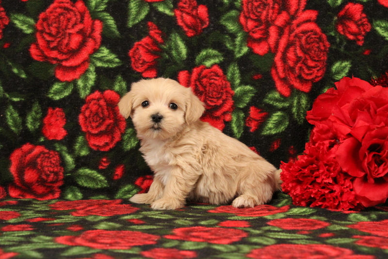 puppy, for, sale, Pomsky, Matthew B. Stoltzfus, dog, breeder, Gap, PA, dog-breeder, puppy-for-sale, forsale, nearby, find, puppyfind, locator, puppylocator, aca